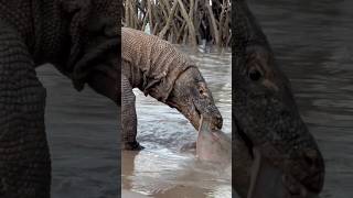 The advantages of the Komodo dragon's tongue in detecting prey
