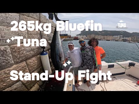 265kg Bluefin Tuna by Fali.His first ever giant and first time on stand-up! Gibraltar, Tuna Paradise