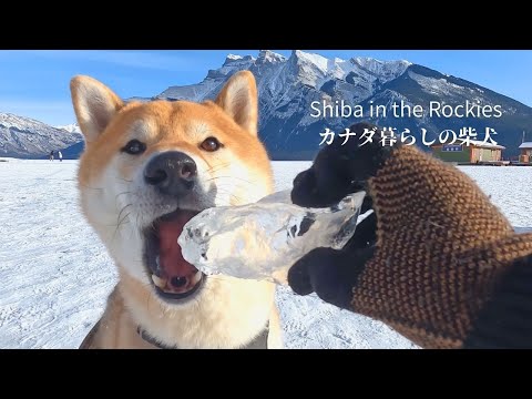 どんな柴犬でも氷の塊を見つけるとウズウズするようです【4K】