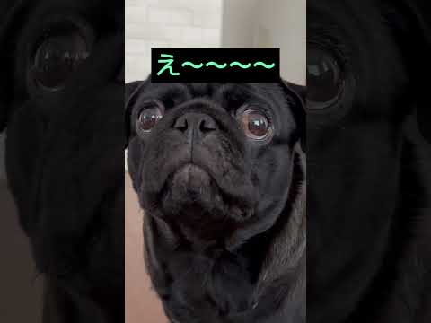 犬の動画サムネイル - #パグ #dog #pug #doggie #わんこ #pets #shorts #かわいい犬 #犬のいる生活 #いぬのきもち #ワンコ #パグ好きと繋がりたい