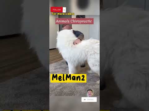 Animals Chiropractor #youtubeshorts #chiropractic #chiropractor