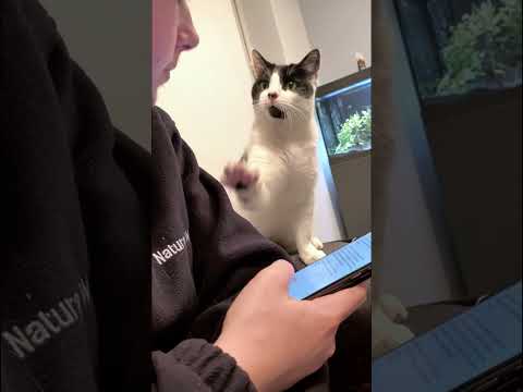 Where you go, I go 🐱🚶‍♀️ #fyp #cat #cats #catlover #funny #for #pet #catlover
