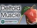 Deltoid Muscle Anatomy and Function
