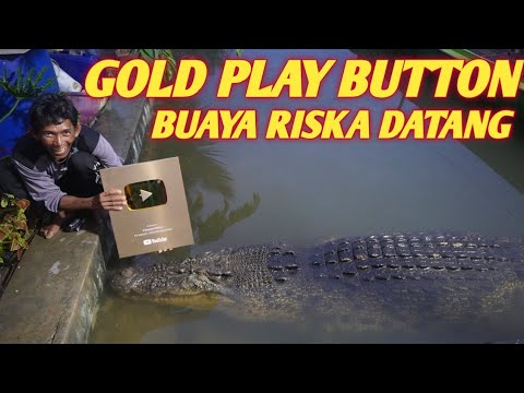 spesial momen❗ Gold Play Button, buaya riska datang sendiri kerumah