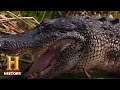 Alligator Hunting Strategies and Concerns