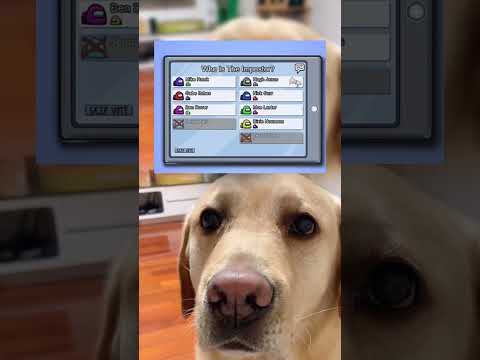 #memes #story #dog #shorts #pets