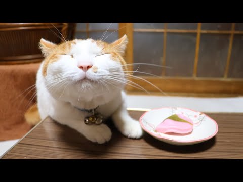 猫の動画サムネイル - ちゃぶ台の上の桜餅　250505