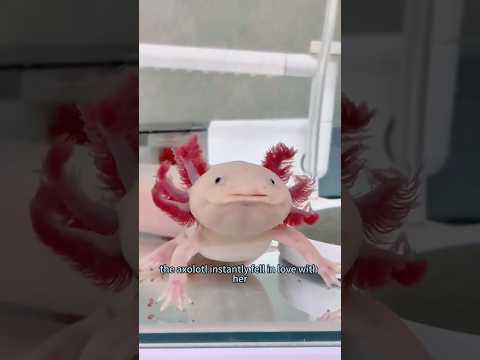 The axolotl brought home was very angry#animals #axolotl #rescue #cute #shorts