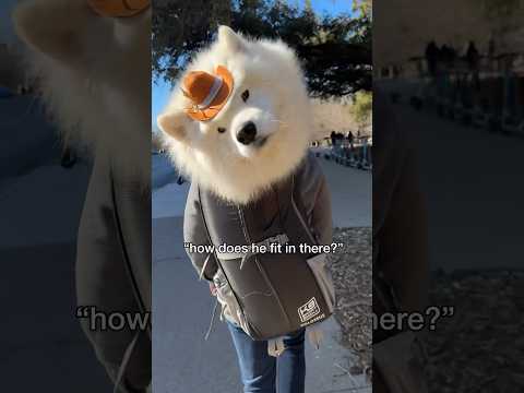 Answering one of our most frequently asked questions #dog #samoyed