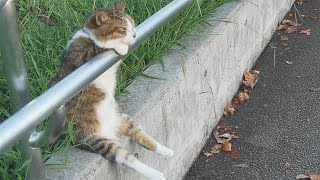 夕暮れの　お座り猫ちゃん／　Cat sitting relaxed