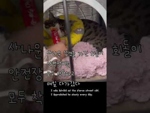 구조후 처음으로 나에게 마음을 열어준 길고양이#shorts