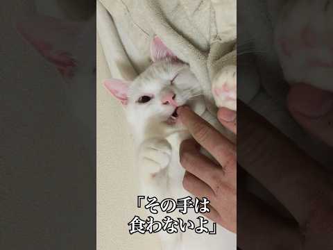 甘噛み癖を克服した猫 #cat  #猫  #ねこ  #保護猫  #shorts  #猫のいる暮らし