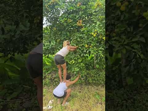 Naghanap ng gagamba nauwi sa pananim ng iba #jejemonvines 