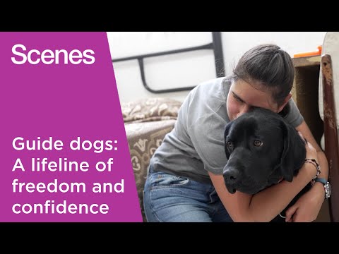 YouTube video thumbnail: Watch: Mexico's Guide dog School Empowers the Visually Impaired