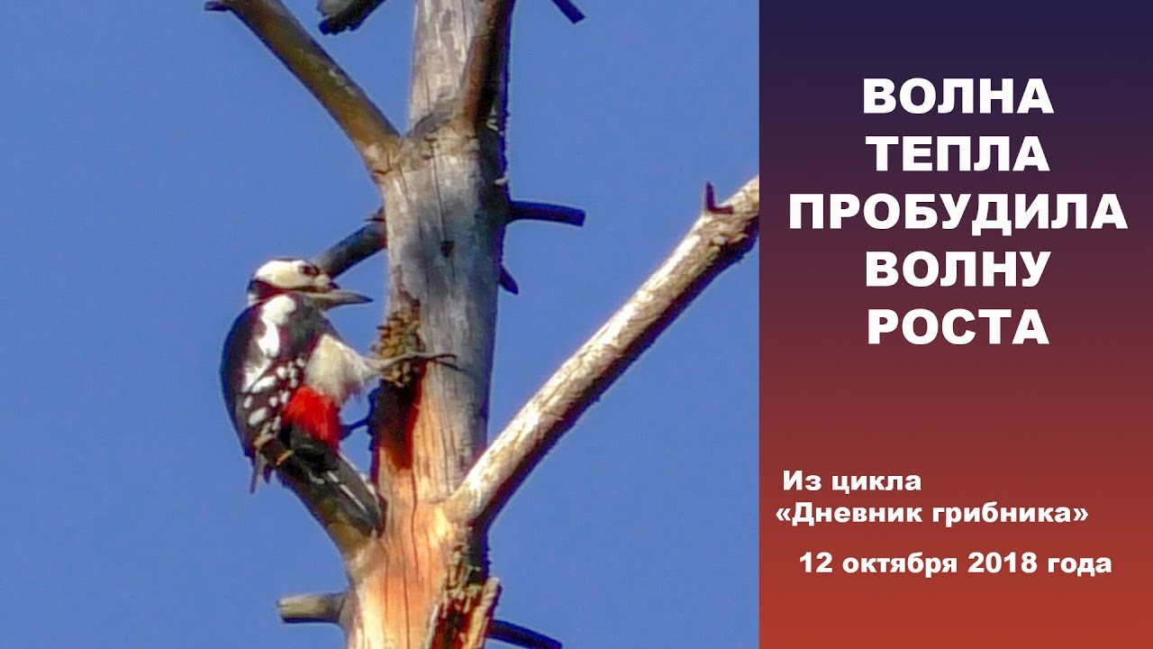 Волна тепла пробудила волну роста. 12 октября 2018 года