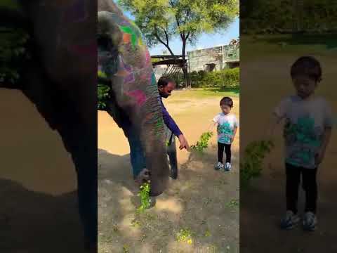 🐘💖 Little Jumbo’s Feeding Fun! 🌿✨ #shortvideo #elephant #tags #love
