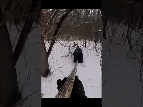 охота на кабана на снегу с собаками #chasse#hunting #cinghiale  #wildboar