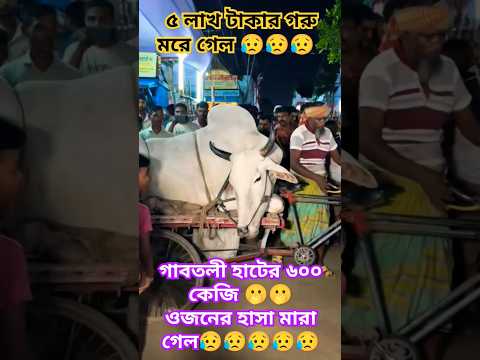 গাবতলি হাটে ৫ লাখ 😲 টাকার গরু মরে গেল 😥😥😥😥😥😥😥😥#gabtolihaat #qurbani2025 #qurbani #shorts #trending