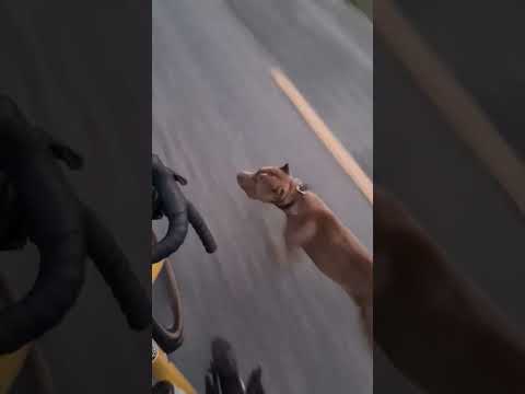 Man Remains Calm While Being Chased By Two Vicious Pitbulls Chasing Him While Riding His Bicycle 🐕 🐕