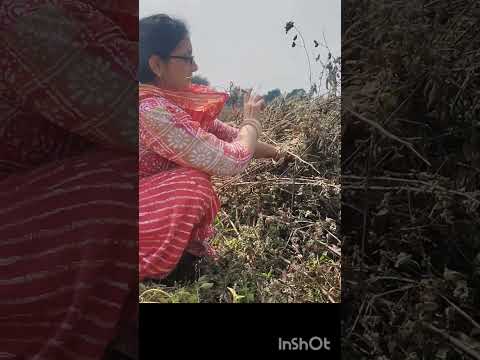 mitwa music/rajsthan village life/village lifestyle/Indian village culture #viral #shorts #trending