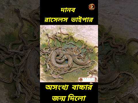 অসংখ্য বাচ্চার জন্ম দিলো বিরাট এই চন্দ্রবোড়া #reptopedia #russellviper #snake #shorts #reptiles