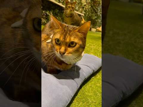 動画慣れしてる猫がアイドルのように撮らせてくれた【#京都ひょう猫の森 】