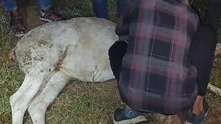 Aaj Bachaya Maine AUR Shiv Maruti Sena Ne Ek Gau Mata Ki Jaan 😊😊😊