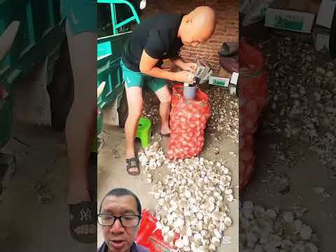 tỏi vô bao vầy khi nào? #farming
