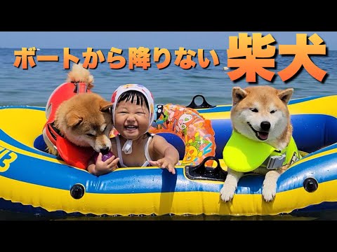 1年越しの念願ボート。お気に入りになりボートから全く降りない柴犬