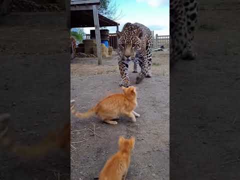 Leopardo vs. Gato Laranja Quem Vence