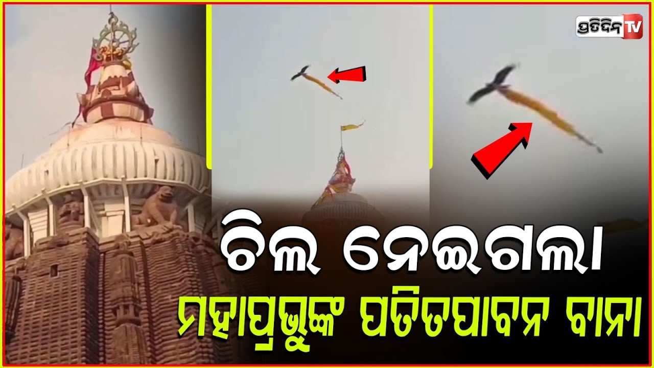 ଖୁସିରେ ଉଡ଼ିଲା ଚିଲ, ବସା କରିବ ଲଗେଇ ପତିତପାବନ ବାନା ! Hawk fly with patitapaban flag Jagannath Temple.