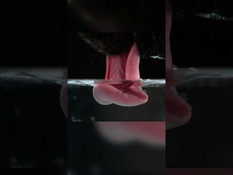 Собаки и кошки одинаково пьют воду?