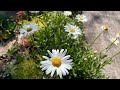 Daisy Gardening Knowledge Assessment