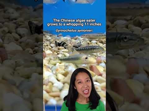 What’s a Siamese algae eater vs. Chinese algae e Today I wondered… what’s the difference between a Siamese algae eater, Chinese algae eater, and 
