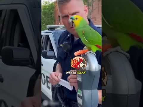 Parrot Roasting Parking Ticket officer #funnyparrot #coconoon