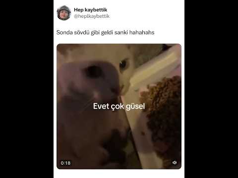 Bu kedilere bayılıyorum ahahaha