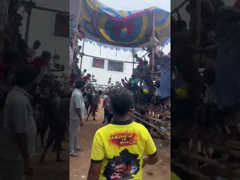 😈♨️ SUBSCRIBE TO ALL ♨️🔥#nareshvlog#bull#bullfarm#shortsviral#love#subscribe#eruthukattu#shorts