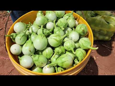 eggplant plantation from seeding to harvest, drip water system and care