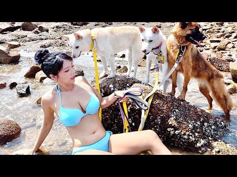 바다에서 나자빠진 여주인을 본 진돗개의 행동ㅋㅋㅋ