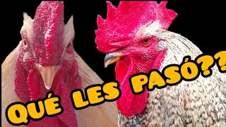 DÓNDE ESTÁN LOS GALLOS???  #feedshorts #galllo #granja