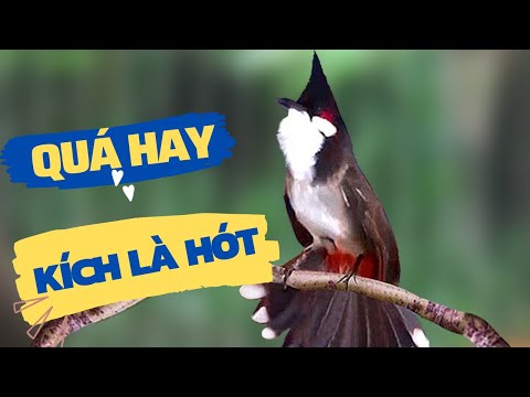 Chào Mào Kích Bổi Lên Lửa!.. Luyện Chào Mào Hót Đấu + Chào Mào Kích Trống Hót Căng Lửa. chào mào đấu