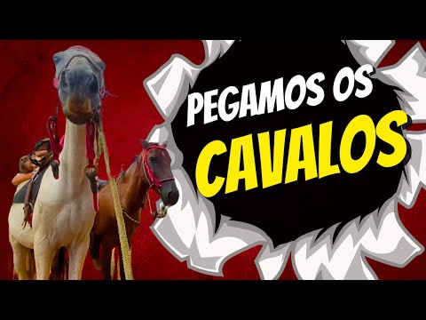 TIVEMOS QUE BUSCAR OS CAVALOS URGENTE