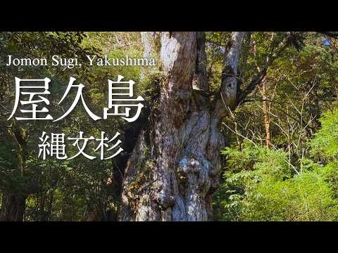 【屋久島・後編】数千年の時を生きる縄文杉へ!世界遺産の森を歩く