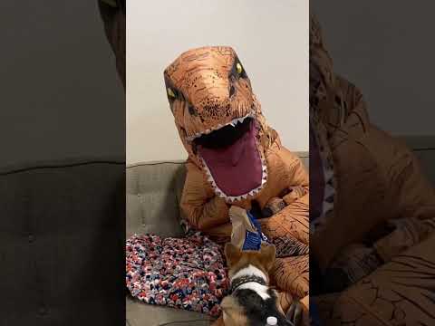 When you try to eat snacks in peace 🤣 #corgi #dog #dinosaur #food #snack #eating #chips #foryou