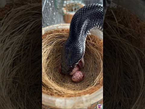 found a snake eating a bird egg