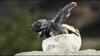 Unbelievable Facts About Turtles! #turtle #turtles
