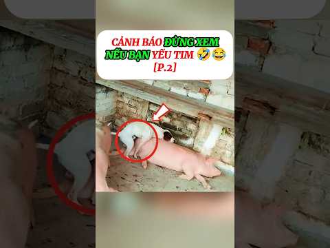 [P.2] Không ai ngờ thứ heo nái sinh ra khiến cả làng chấn động #shorts