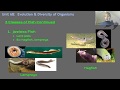 Chordates and Reptiles Concepts