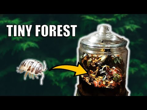 I made a tiny forest! (tutorial + evolution) Have you ever seen a large glass jar and wondered : Can I build a terrarium in it? 
In this video I 