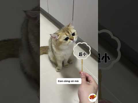 làm quạt thủ công cùng meo meo#giaitri #vuive